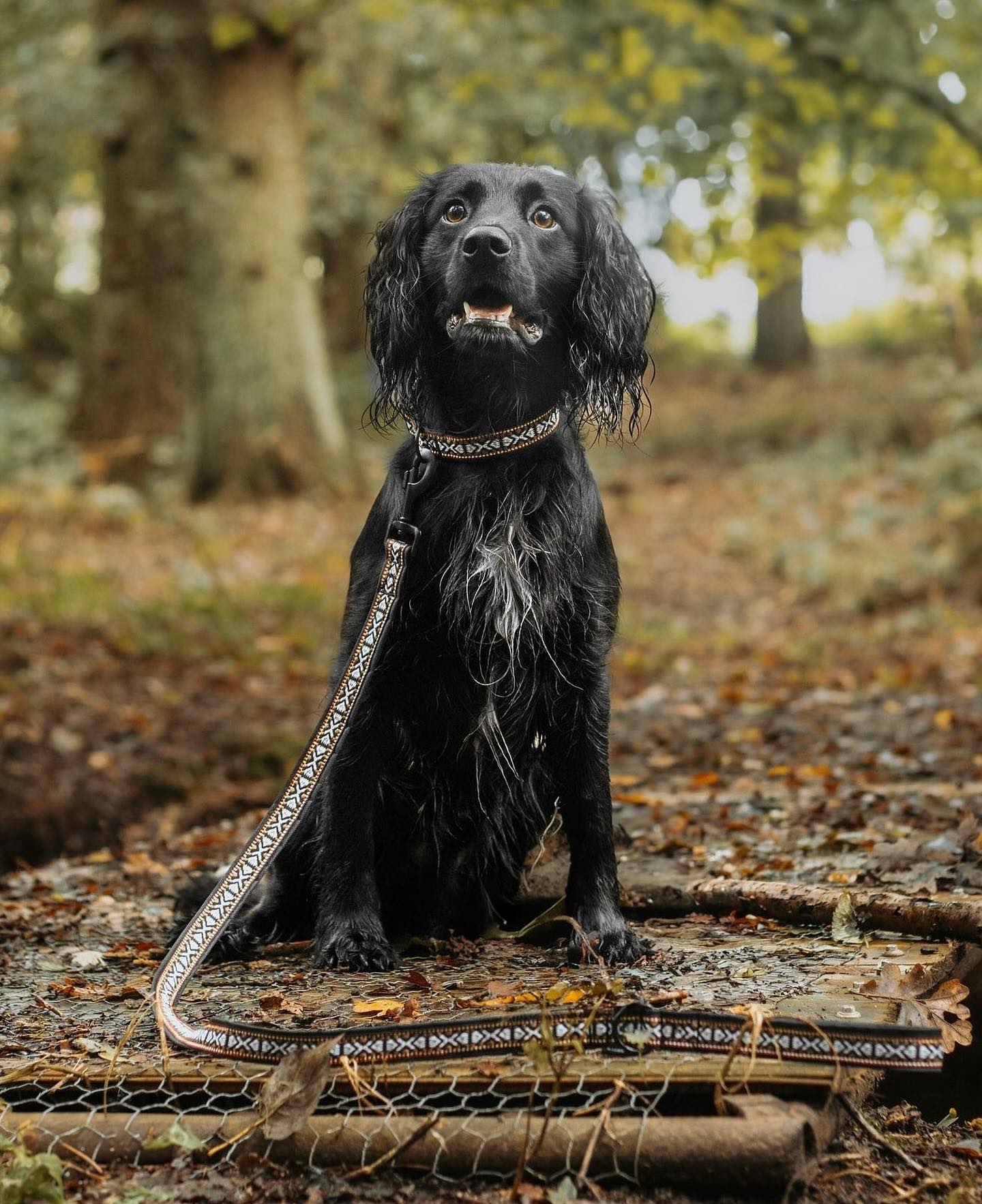 Blencathra Collar