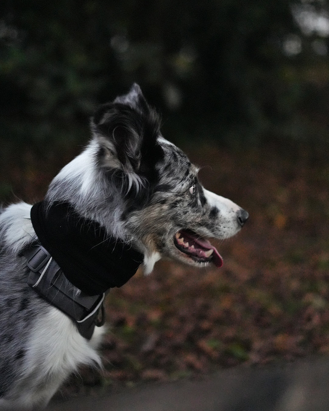 Black Neck Snood