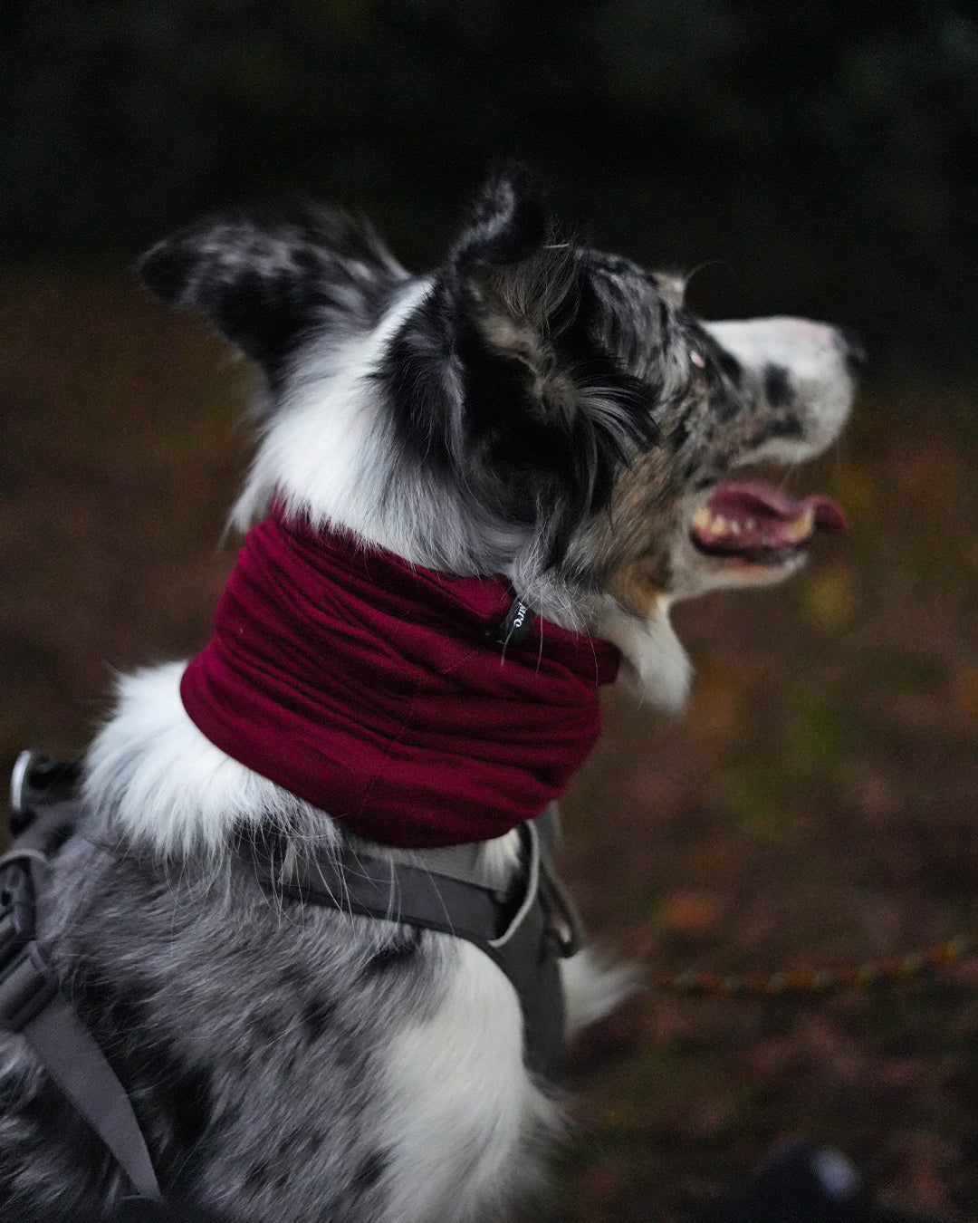 Burgundy Neck Snood