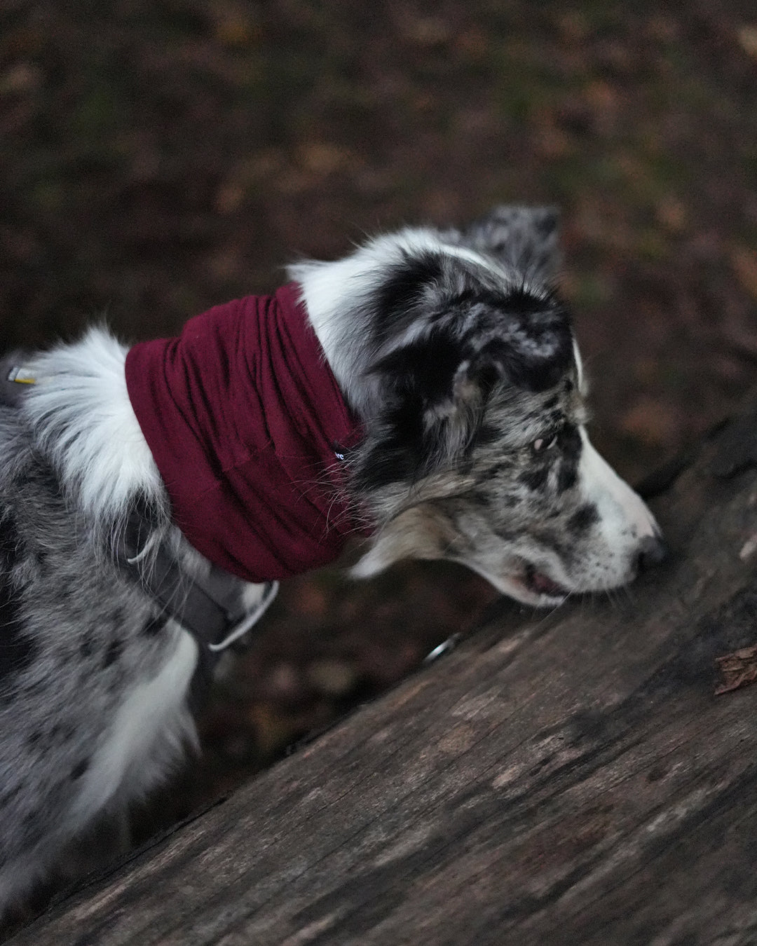 Burgundy Neck Snood