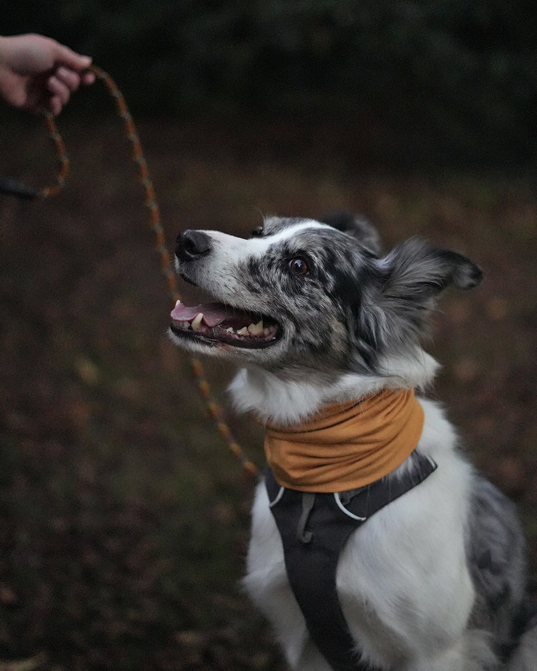 Mustard Neck Snood