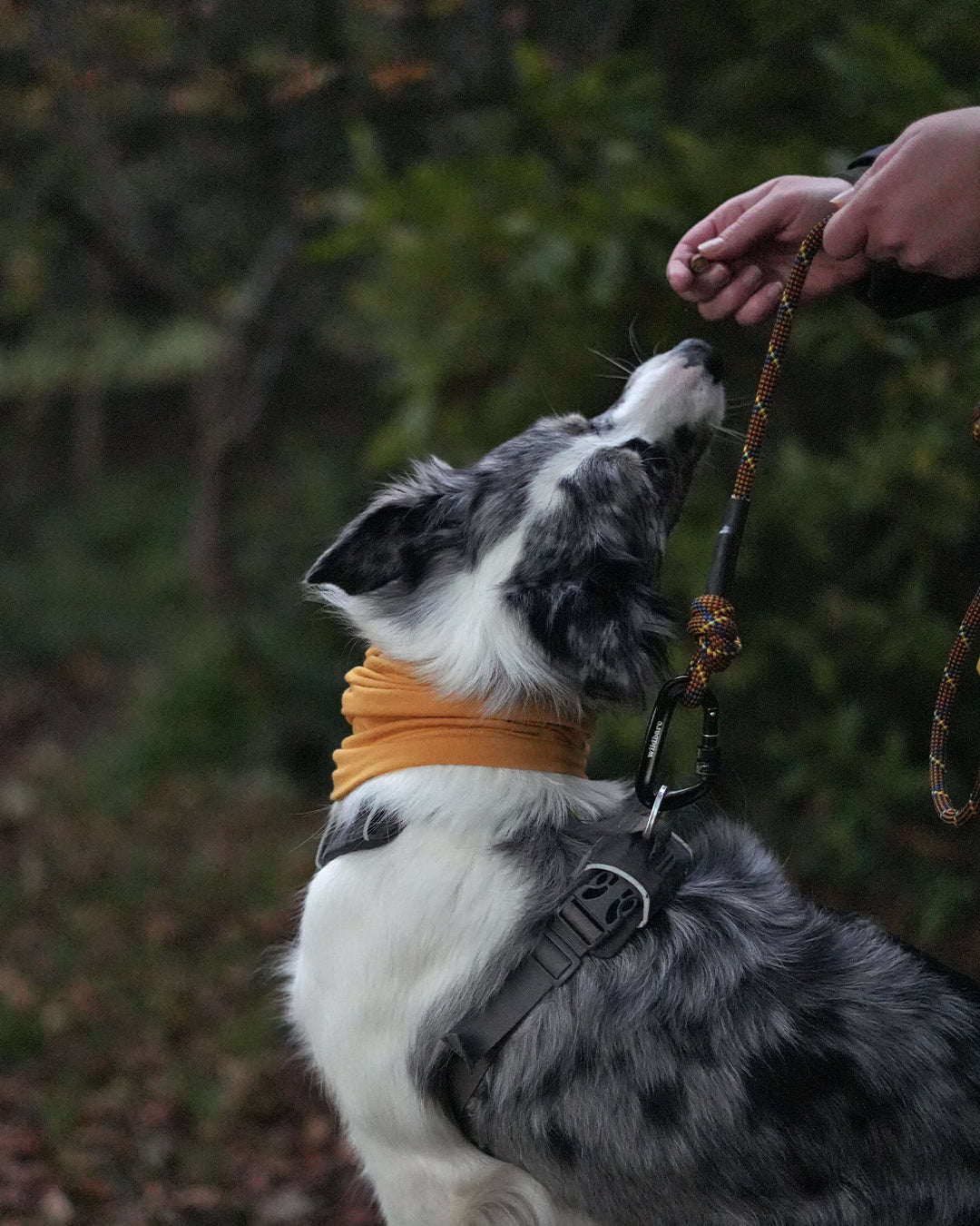 Mustard Neck Snood