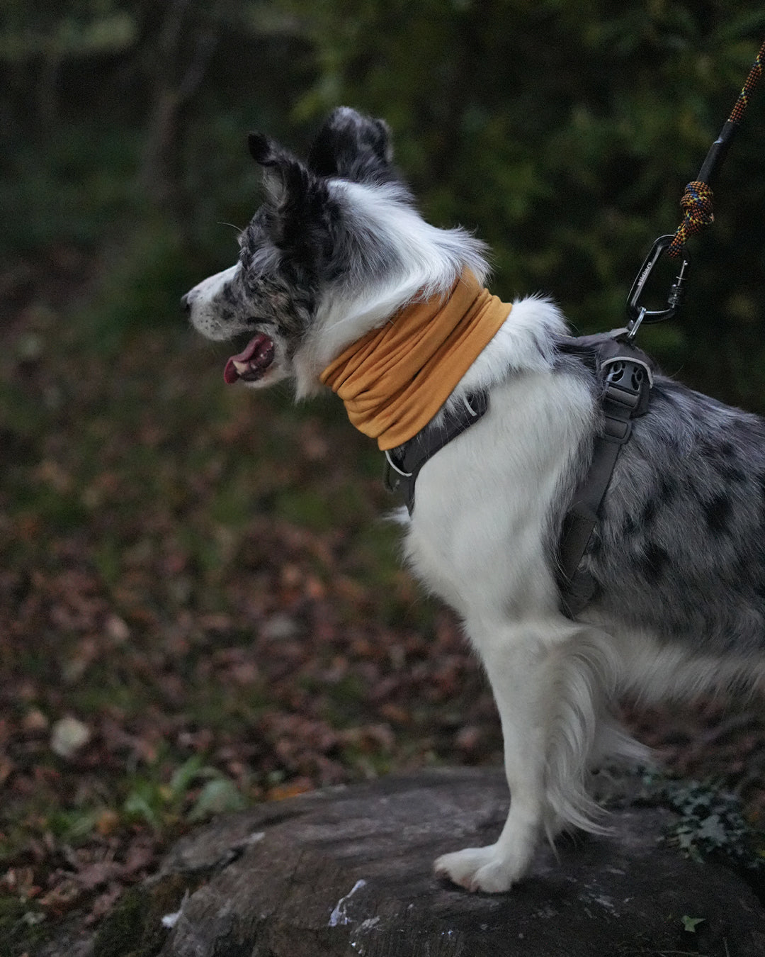 Mustard Neck Snood