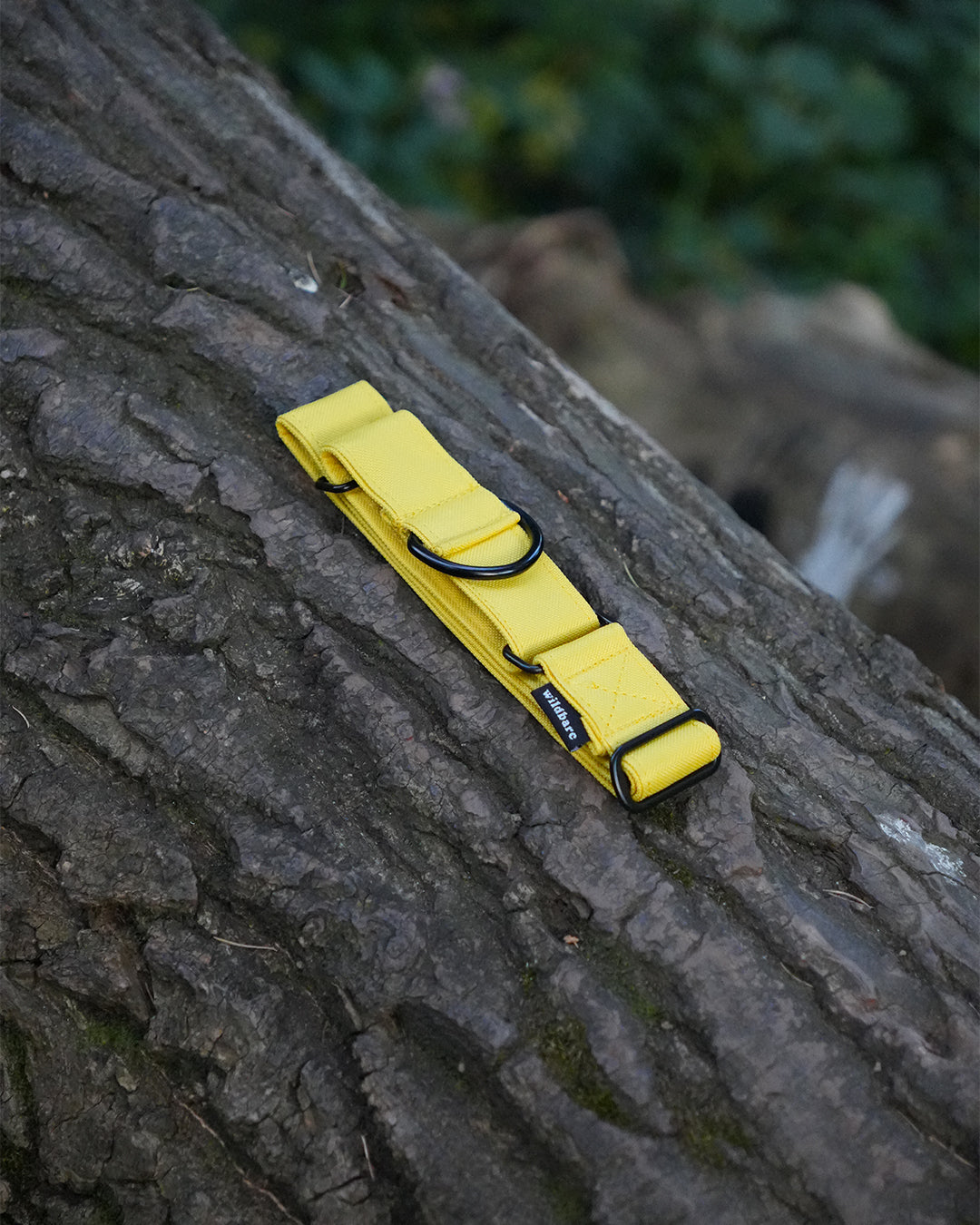 Yellow Martingale Dog Collar