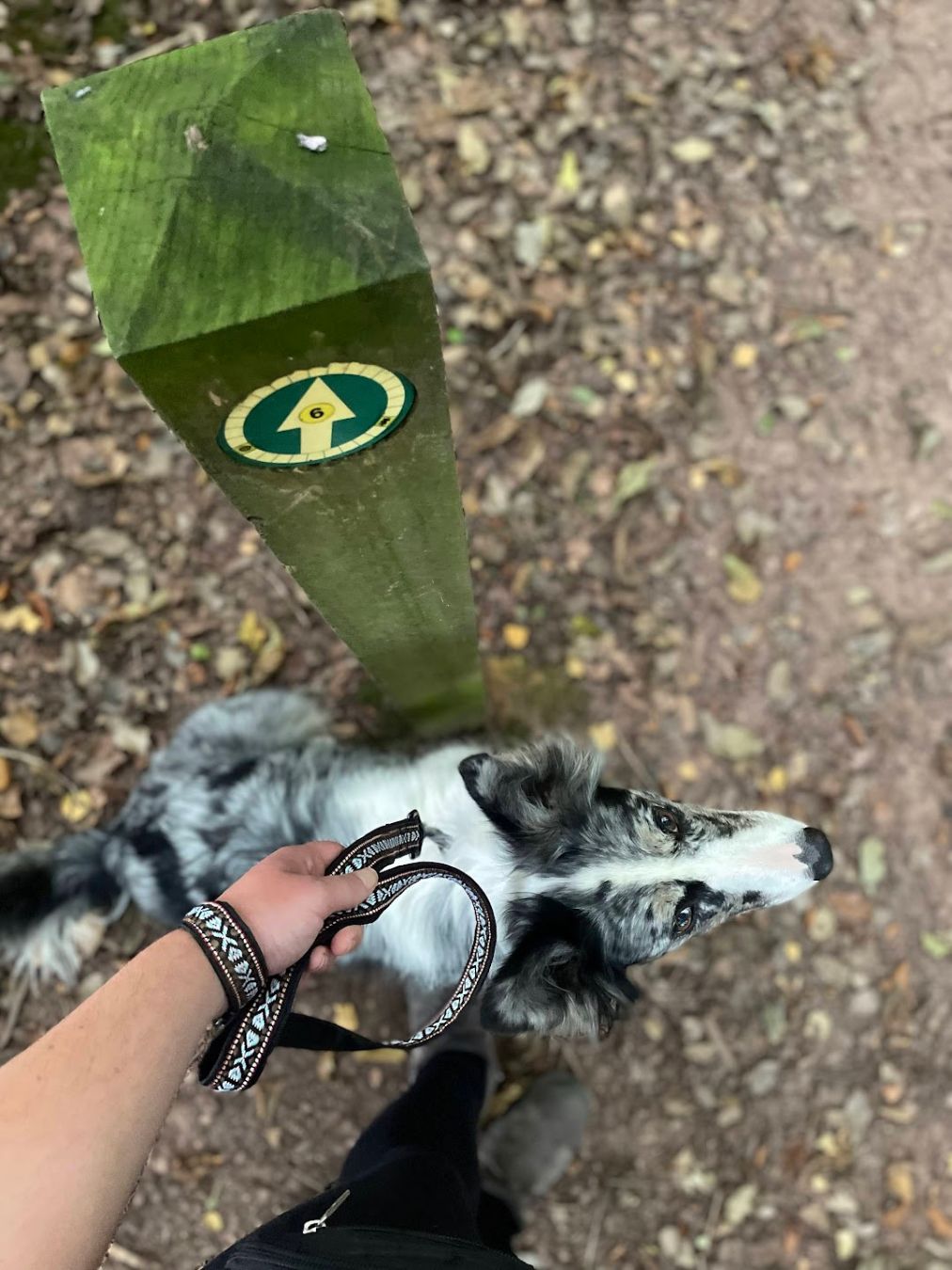 Blencathra Collar