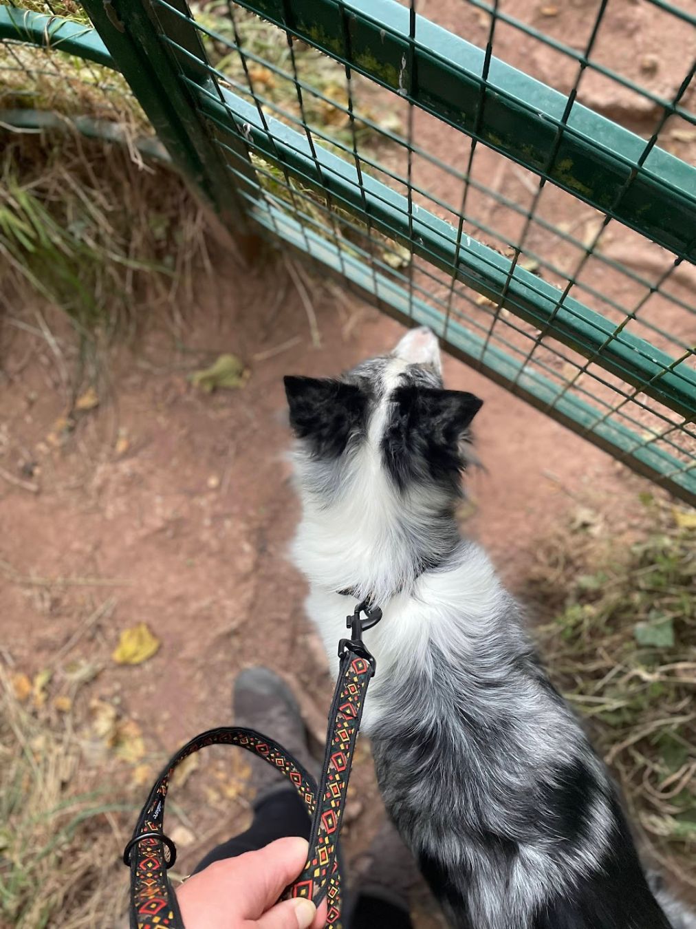 Scafell Pike Collar