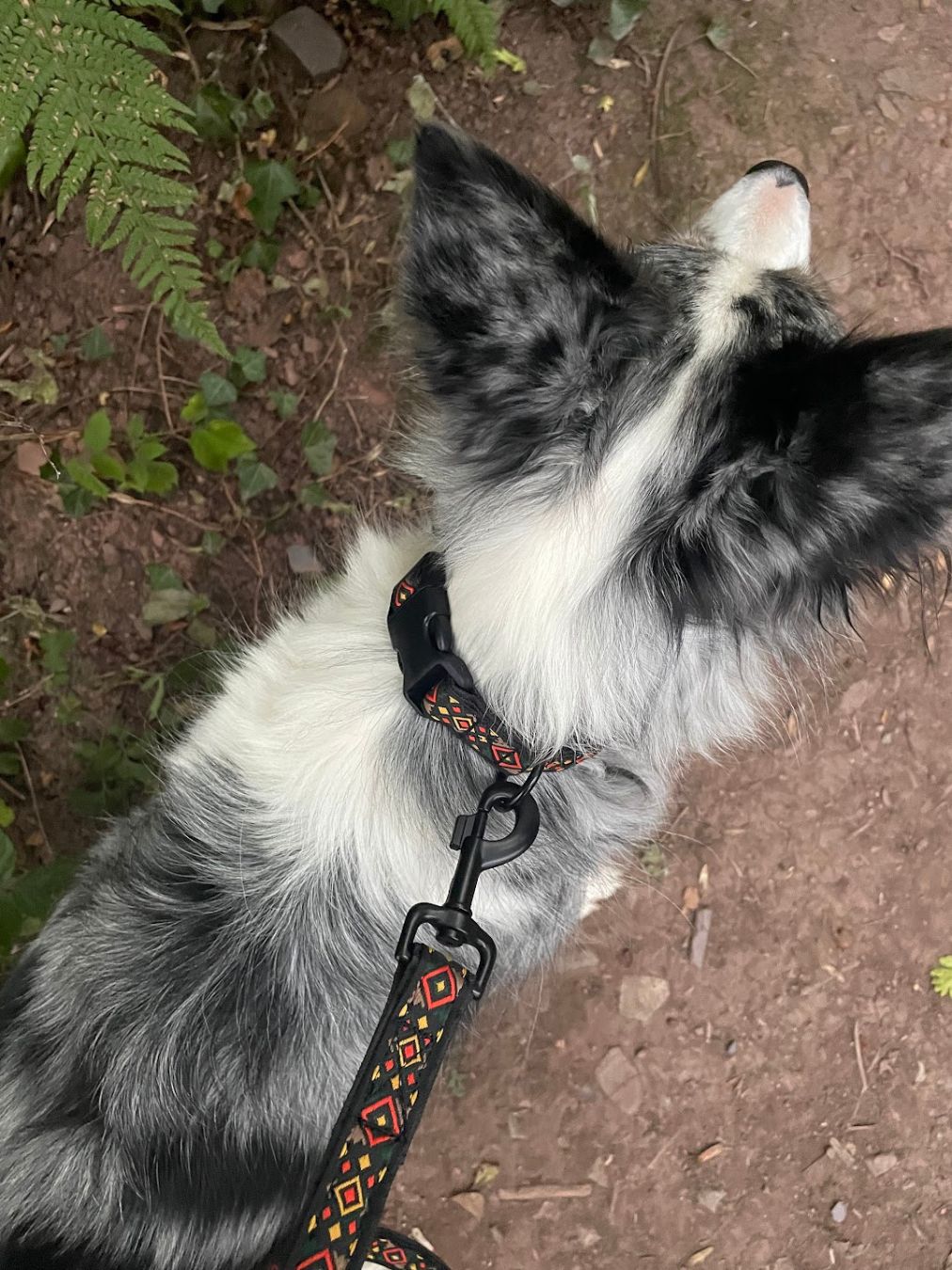 Scafell Pike Collar