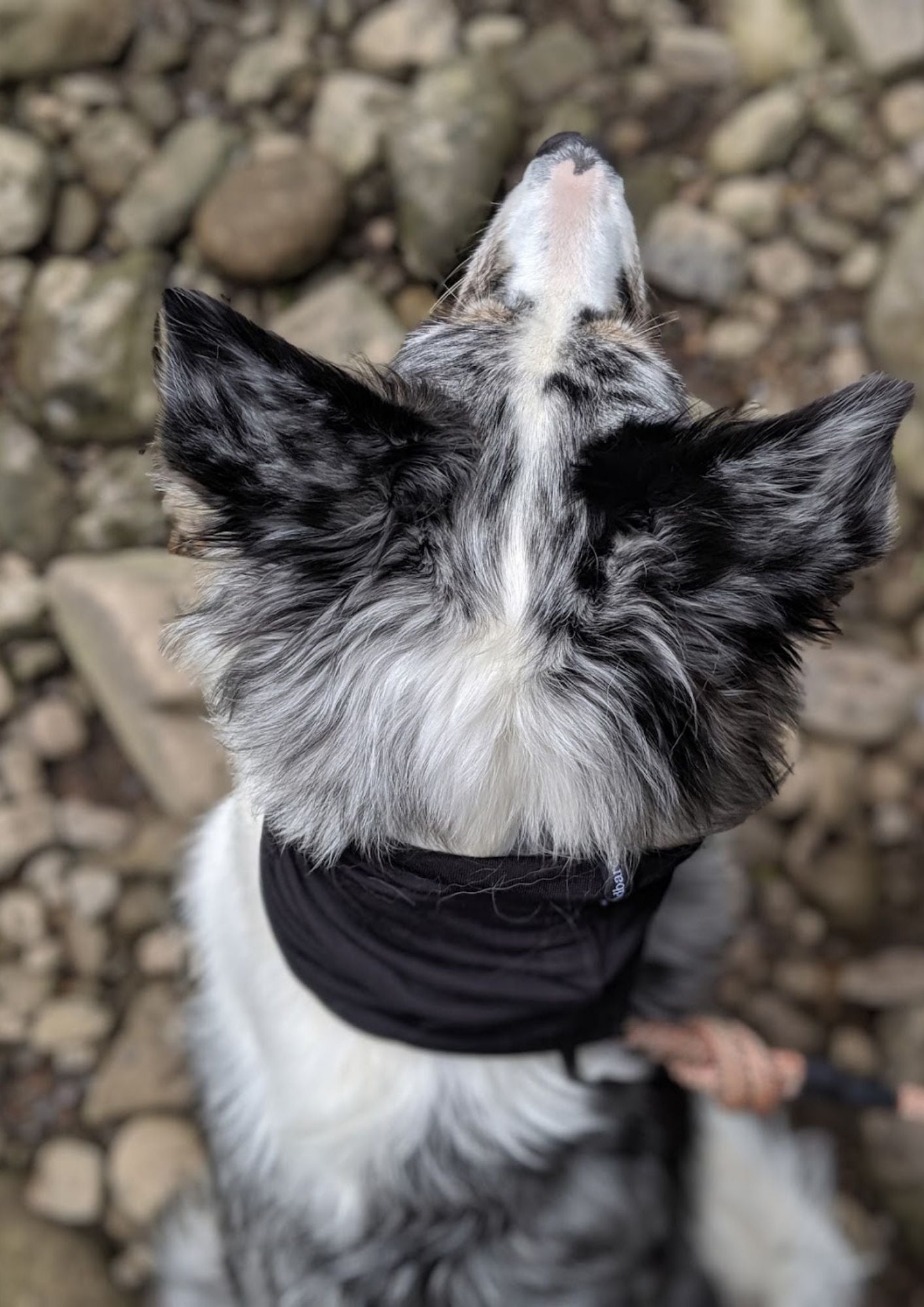 Black Neck Snood