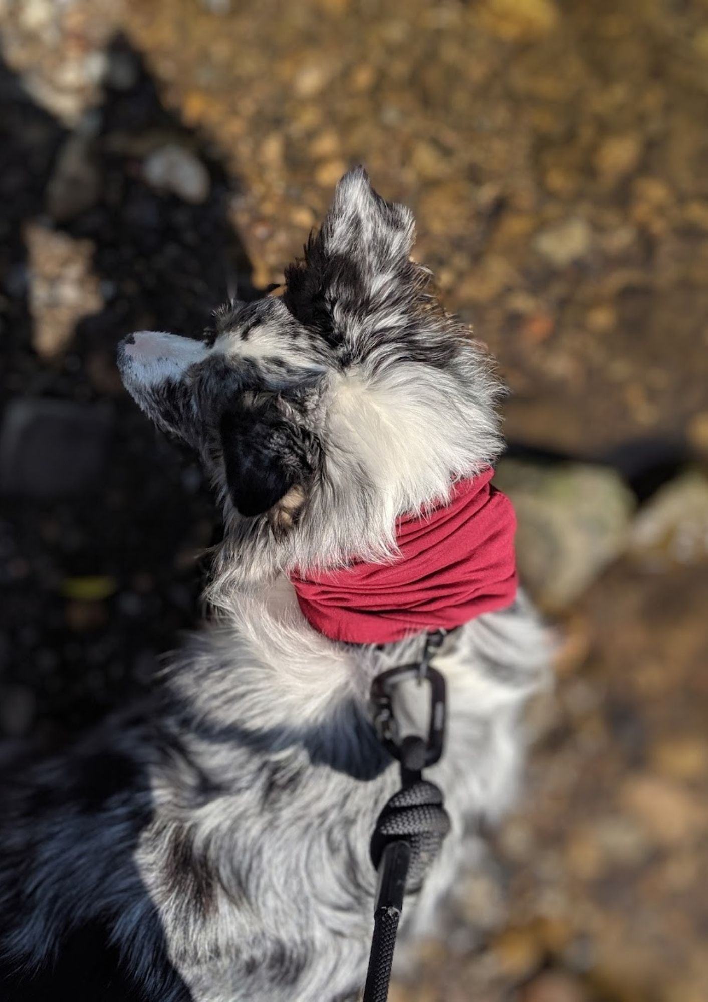 Burgundy Neck Snood